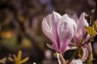 Güzel manolya ağaçları güzel büyük çiçeklerle çiçek açıyor.
