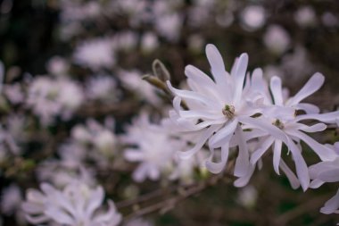 Güzel manolya ağaçları güzel büyük çiçeklerle çiçek açıyor.