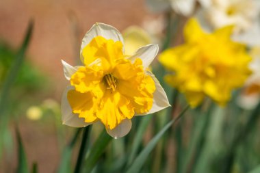 Güzel bahar çiçekleri Baharda nergisler