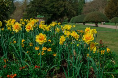 Güzel bahar çiçekleri Baharda nergisler