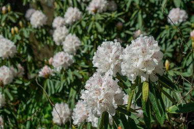 Bahçelerdeki güzel ilkbahar rhododendronları