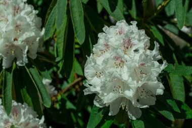 Bahçelerdeki güzel ilkbahar rhododendronları