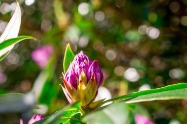 Bahçelerdeki güzel ilkbahar rhododendronları