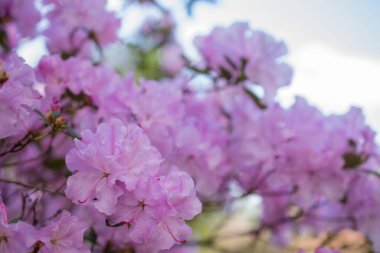 Bahçelerdeki güzel ilkbahar rhododendronları