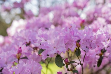 Bahçelerdeki güzel ilkbahar rhododendronları