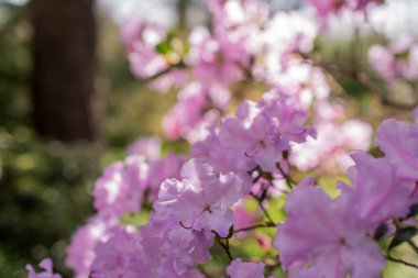 Bahçelerdeki güzel ilkbahar rhododendronları