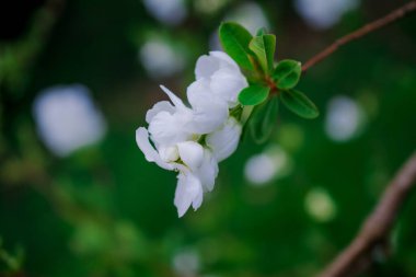 Bahar bahçe içinde güzel beyaz çiçekler