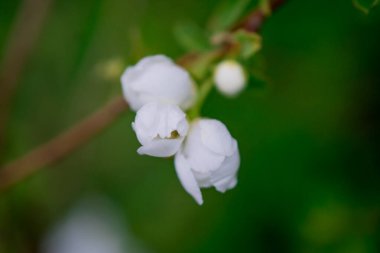Bahar bahçe içinde güzel beyaz çiçekler