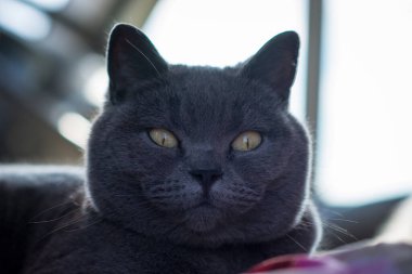  İngiliz gri kedisi karavana yaklaşıyor.