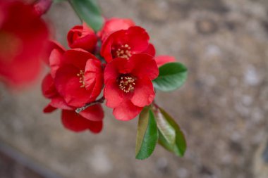 Chaenomeles japonica. Beautiful red flowers close up clipart