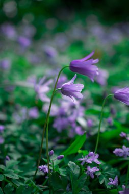 Bahar bahçesinde çiçek açan güzel çiçekler