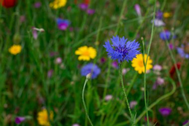 Çiçek. Vahşi Mavi Çiçekler açıyor. Görüntüyü Yakınlaştır