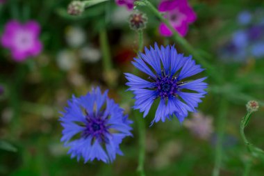 Çiçek. Vahşi Mavi Çiçekler açıyor. Görüntüyü Yakınlaştır