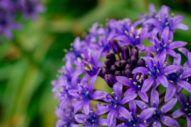 Bir Allium çiçeğinin başını parlak yeşil bir gerzeğe yaklaştır.