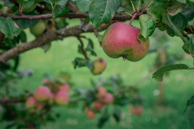 dal üzerinde elma meyvesi