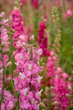 Wick, Pershore, Worcest 'teki renkli Delphinium çiçekleri tarlası