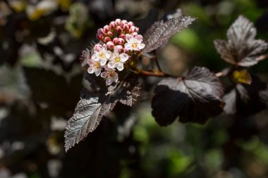 Yazın çiçek açan küçük çiçekler. Kapatın.