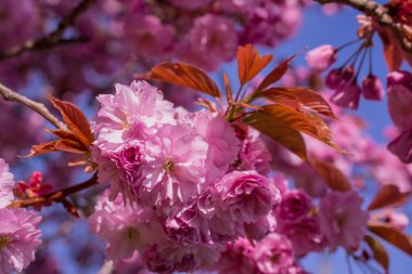 pembe kiraz çiçeği ağaç bahar