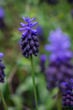 Muscari ihmal, Üzüm mavisi sümbül çiçeği