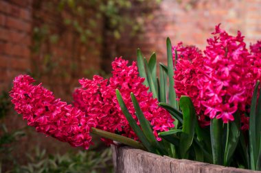 yeşil arka plan bahar çiçek