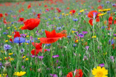 Yaban çiçekleri tarlasında gelincikler ve çiçek
