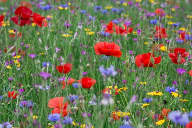 Yaban çiçekleri tarlasında gelincikler ve çiçek