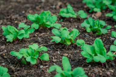 Bahçede sebzeler yetişiyor.