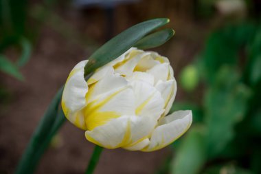 Bahar bahçesinde açan laleler