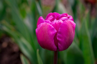 Bahar bahçesinde açan laleler