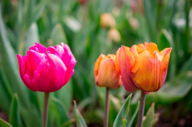 Bahar bahçesinde açan laleler