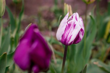 Bahar bahçesinde açan laleler