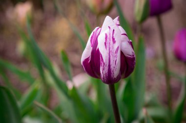 Bahar bahçesinde açan laleler