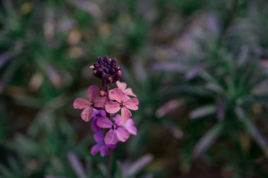 Wallflower - Bahar bahçesinde Erysimum çiçeği
