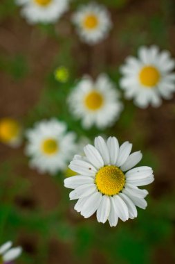 Beyaz papatya çiçekleri açıyor. Görüntüyü Yakınlaştır