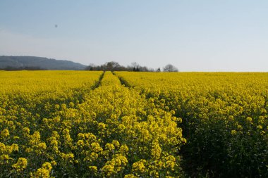 Sarı tarlada yağ tohumu tecavüzü, baharın başlarında, İngiltere, İngiltere