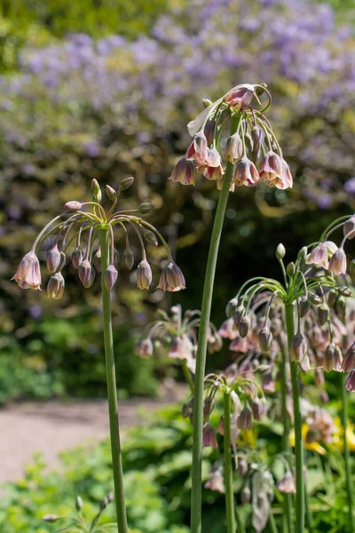 Allium Siculum Miele Siciliano Giglio Aglio Fiori Fiore — Foto Stock