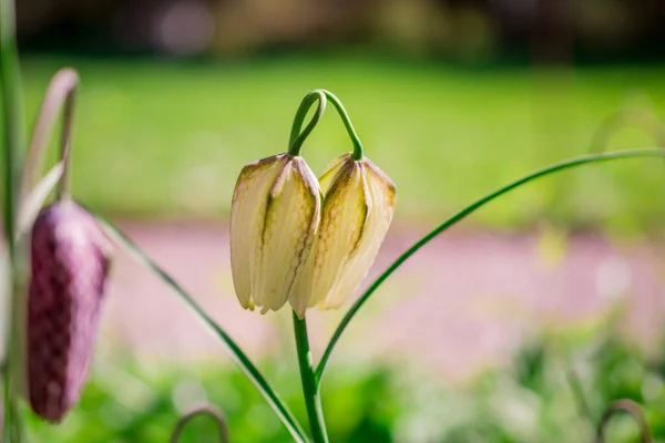 美しいフリティリア メレガリス庭のチェスの花 — ストック写真