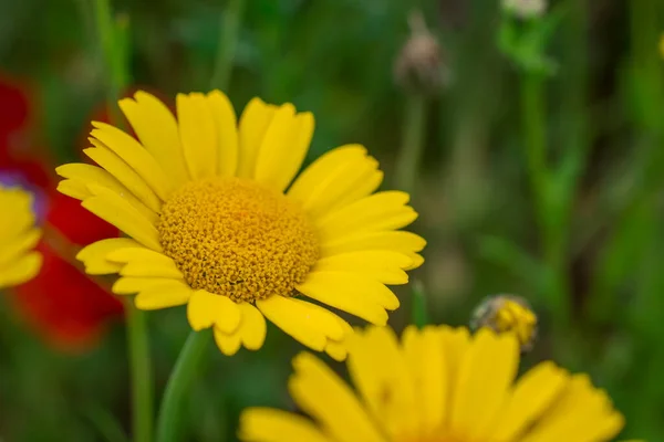 庭の美しい小さな黄色のデイジーの花 — ストック写真