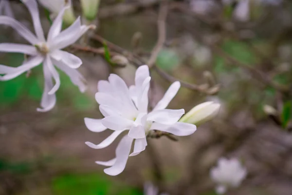 Piękne Drzewa Magnolii Rozkwicie Pięknymi Dużymi Kwiatami — Zdjęcie stockowe