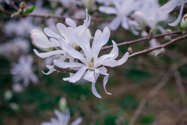 Piękne Drzewa Magnolii Rozkwicie Pięknymi Dużymi Kwiatami — Zdjęcie stockowe