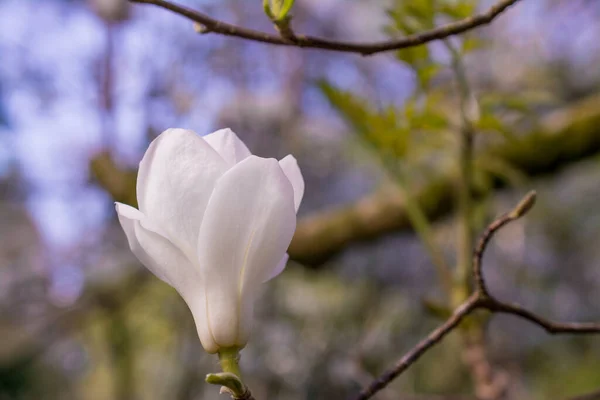 Piękne Drzewa Magnolii Rozkwicie Pięknymi Dużymi Kwiatami — Zdjęcie stockowe