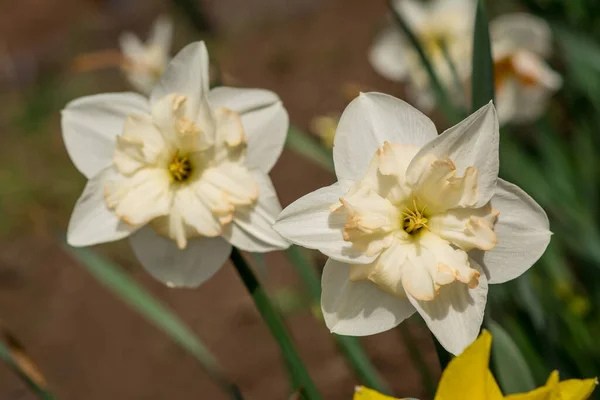 Gyönyörű Tavaszi Virág Nárciszok Kertben Tavasz — Stock Fotó