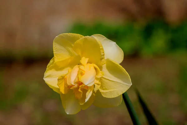 Belle Fleur Printemps Jonquilles Dans Jardin Printemps — Photo