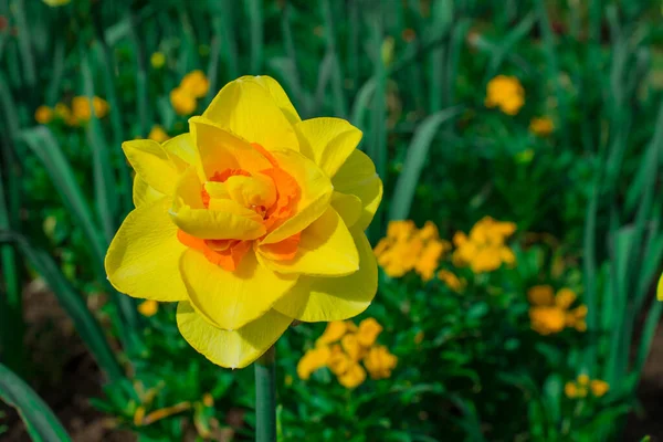 Belle Fleur Printemps Jonquilles Dans Jardin Printemps — Photo