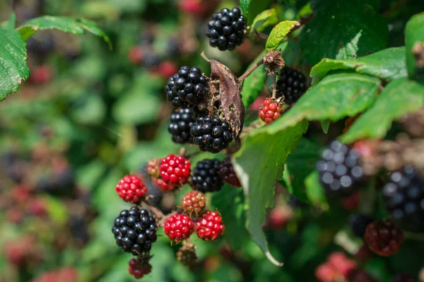 成熟和未成熟植物上的黑莓或黑莓 — 图库照片
