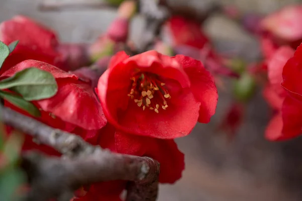 Chaenomeles Japonica Schöne Rote Blumen Aus Nächster Nähe — Stockfoto