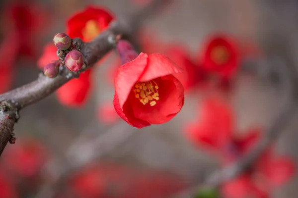 Chaenomeles Japonica Schöne Rote Blumen Aus Nächster Nähe — Stockfoto