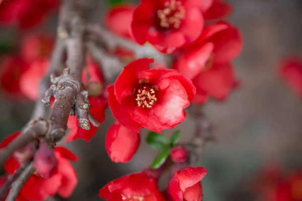 Chaenomeles Japonica Schöne Rote Blumen Aus Nächster Nähe — Stockfoto