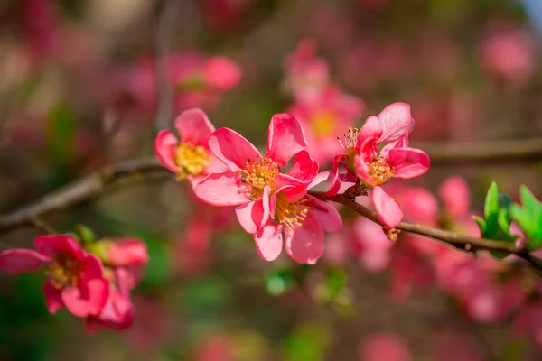 Chaenomeles Japonica Schöne Rote Blumen Aus Nächster Nähe — Stockfoto