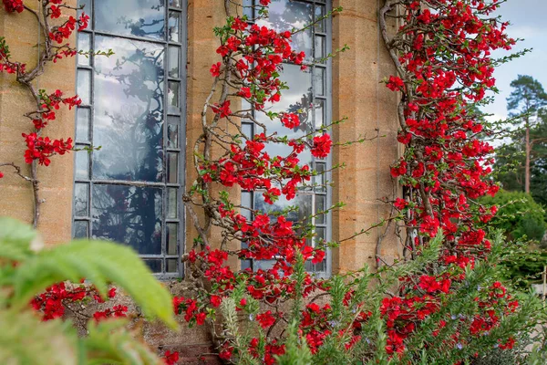 Chaenomeles Japonica Krásné Červené Květy Zblízka — Stock fotografie